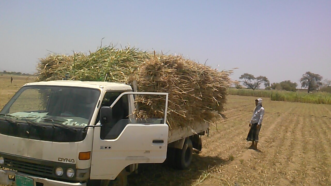 ibb col farm rescue 30 April 2019 Al Hodeifdah buying fodder by OWAP AR.jpg