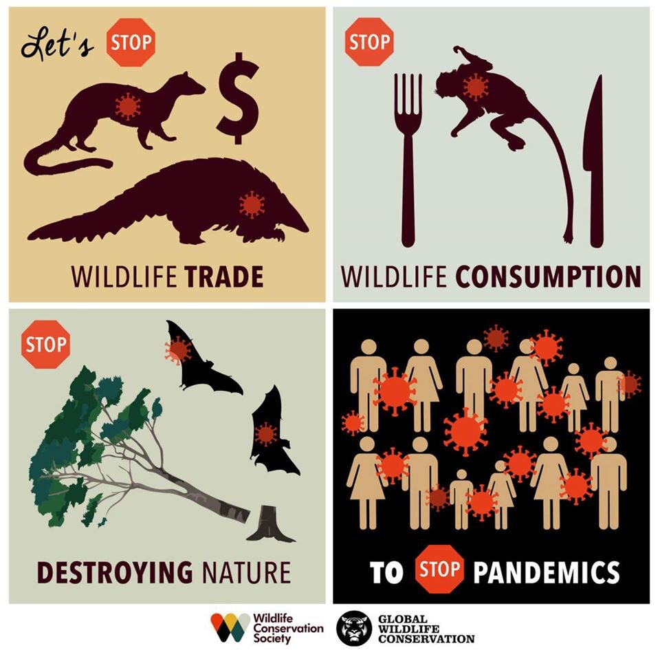 stop wildlife trade.jpg