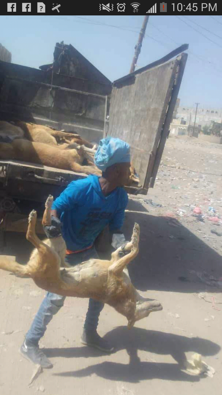 stray yemen sana'a cif sana'a murdering by poison 27 Jan 2019    3 of 4.png