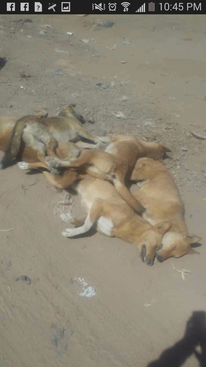 stray sana'a cif murders 27 Jan 2019 yemen 1 of 4.png