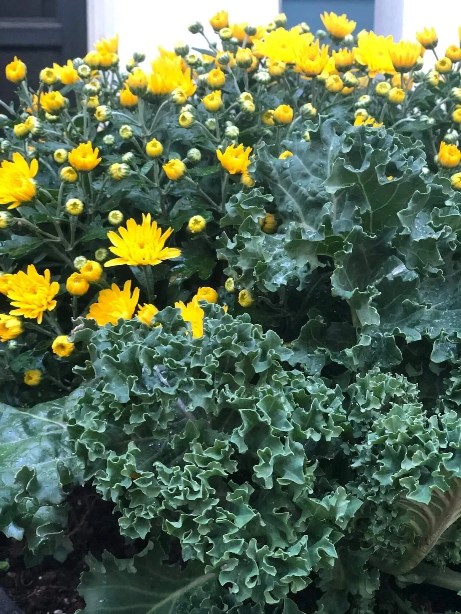 entry urns with kale and yellow mums for fall