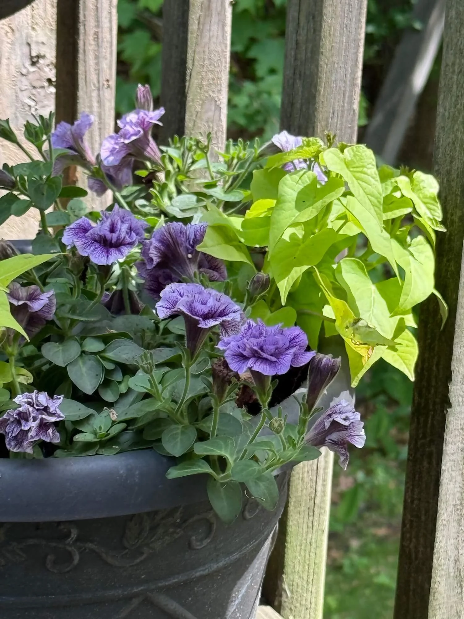 ruffled double petunias and sweet potato vine in a patio pot