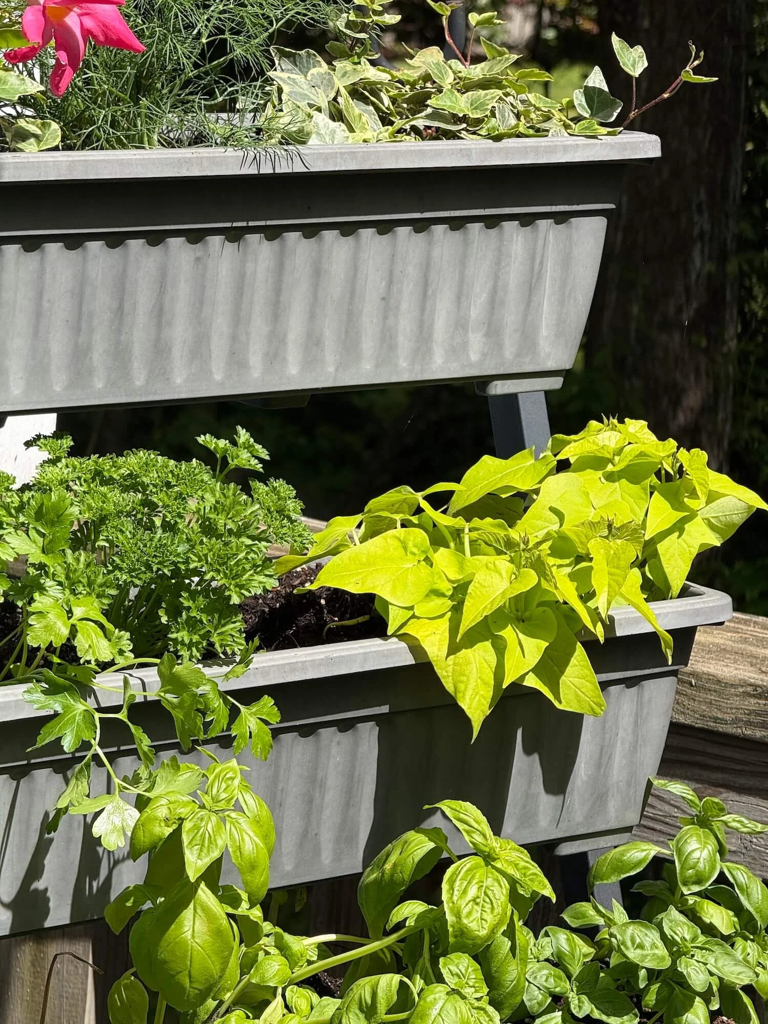 dill, parsley, and basil in a vertical planter