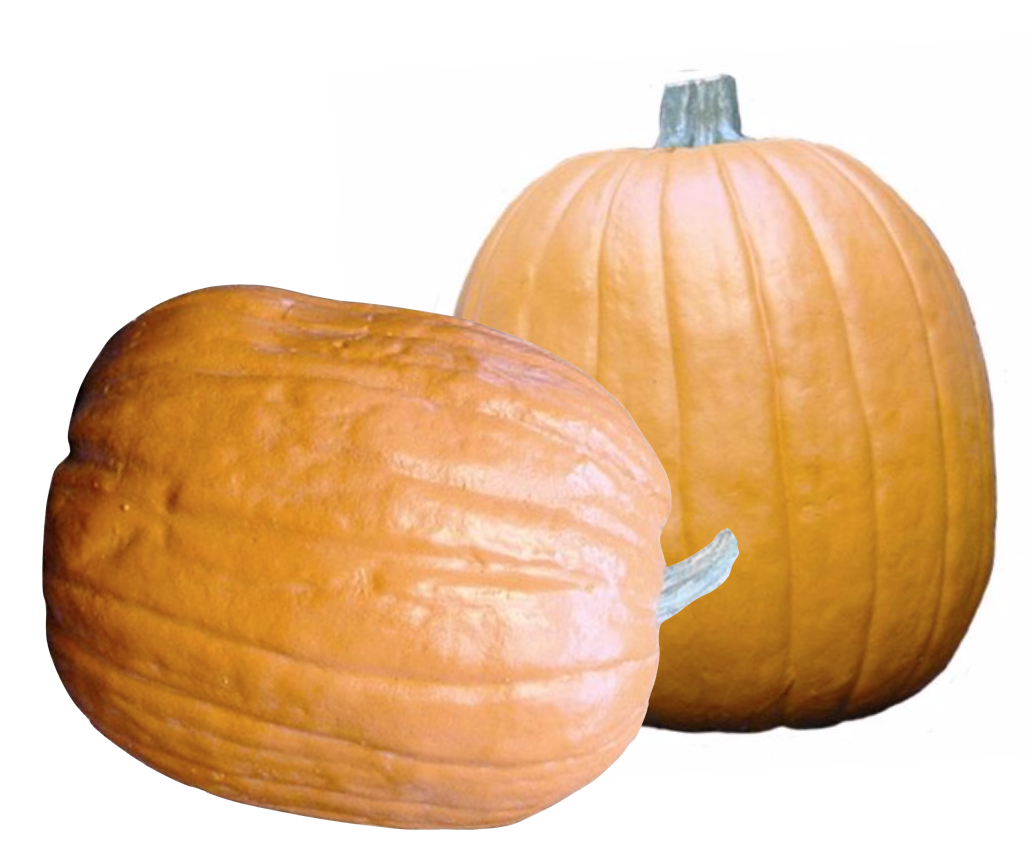 Faux 11"to 13" pumpkins 