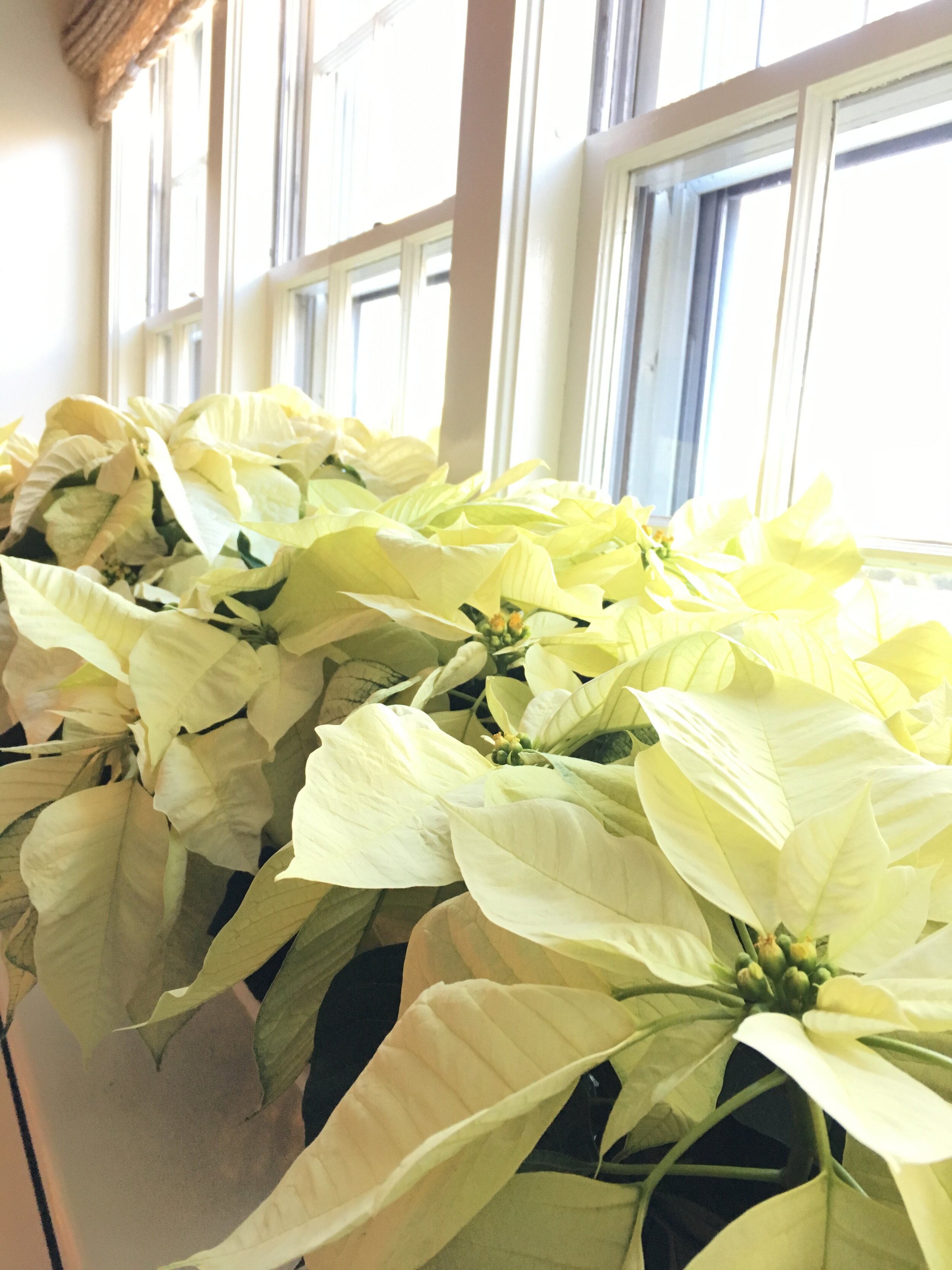 white poinsettias in the window.JPG