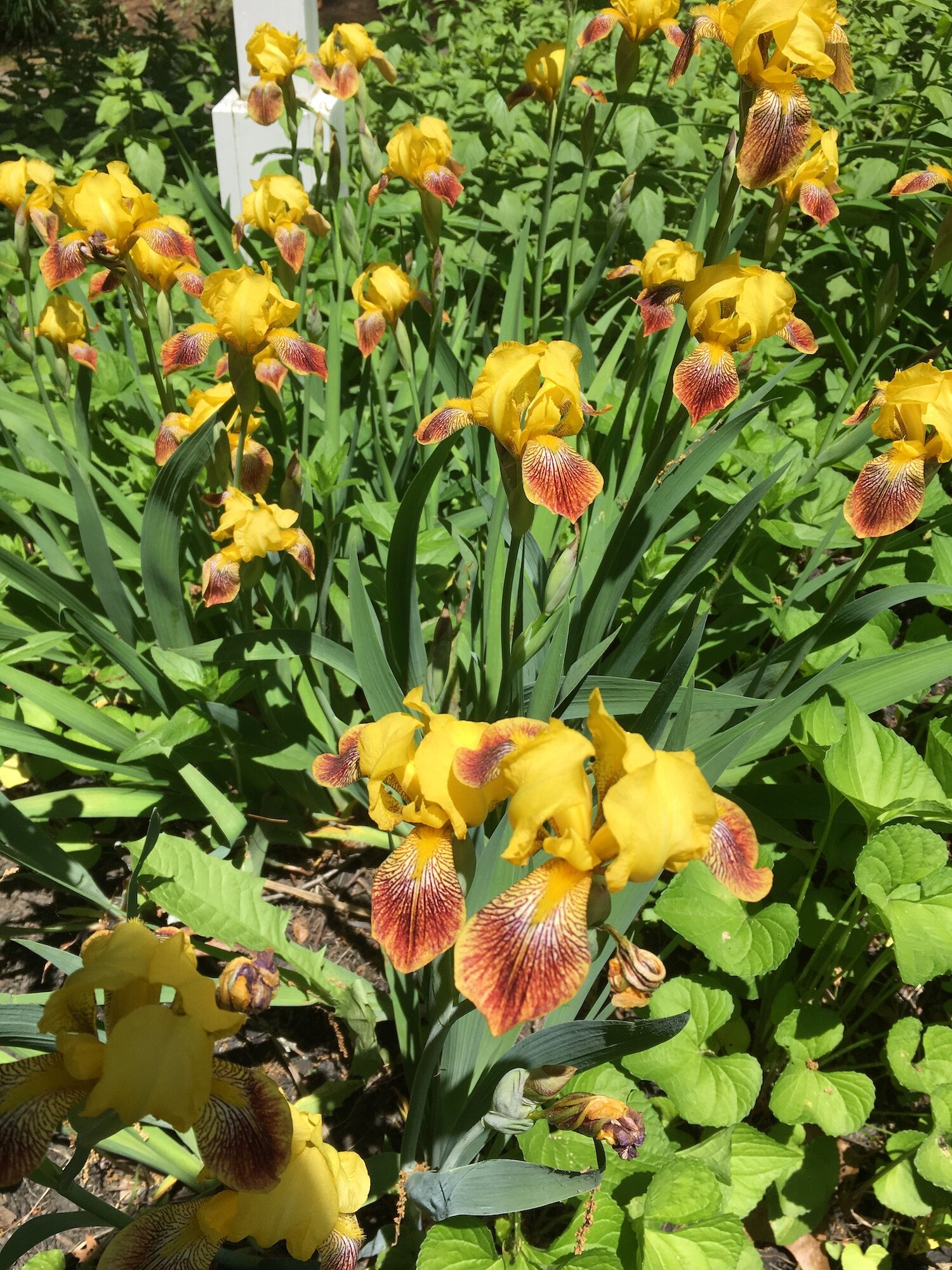 Yellow irises in garden.jpg