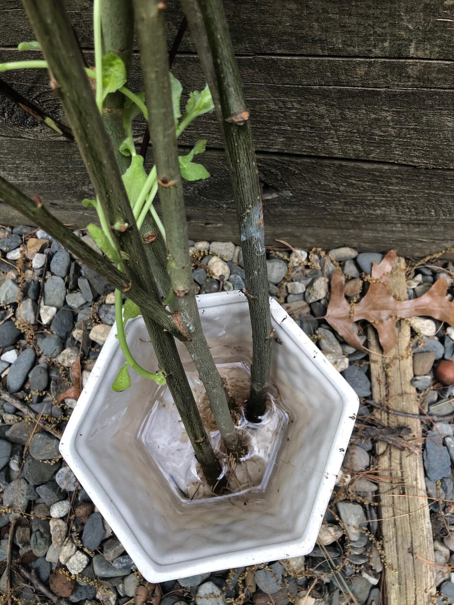 pussy willows rooting