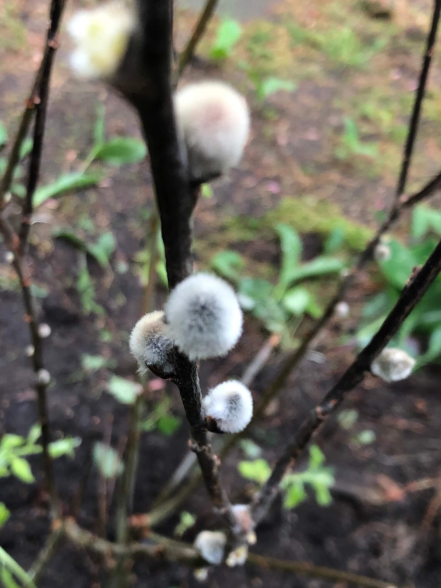 newly planted pussy willows