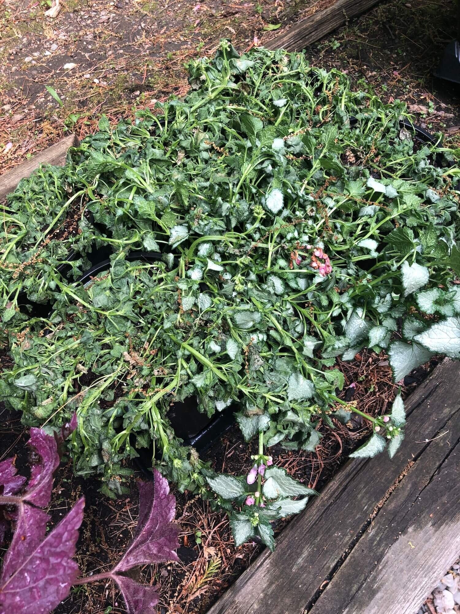 Spotted dead nettle being a drama queen