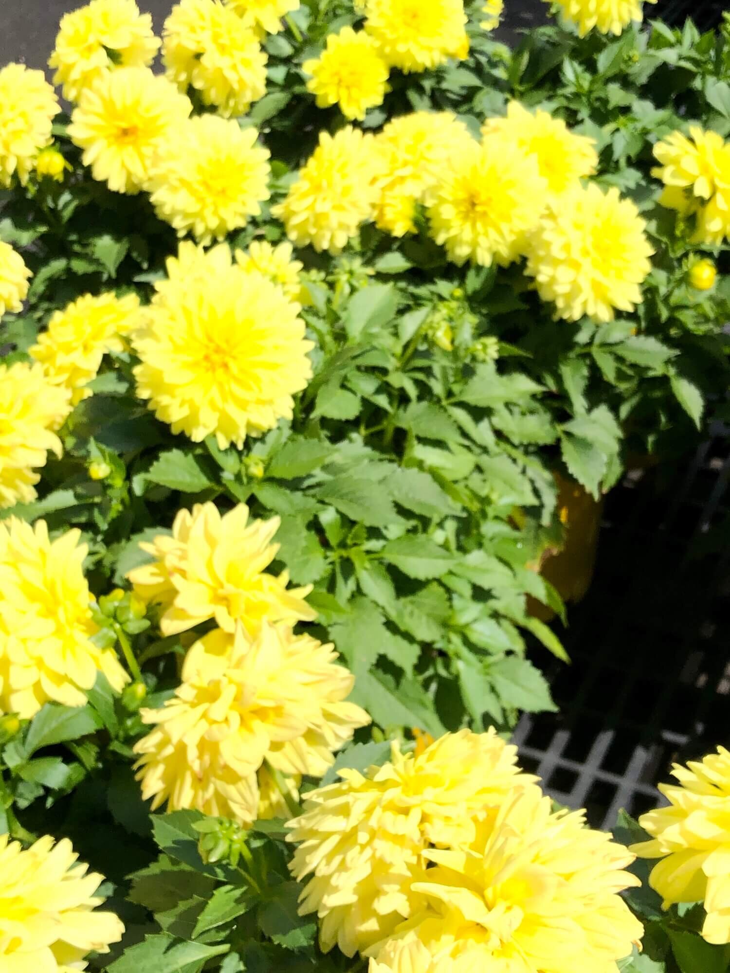 yellow dahlias.jpg