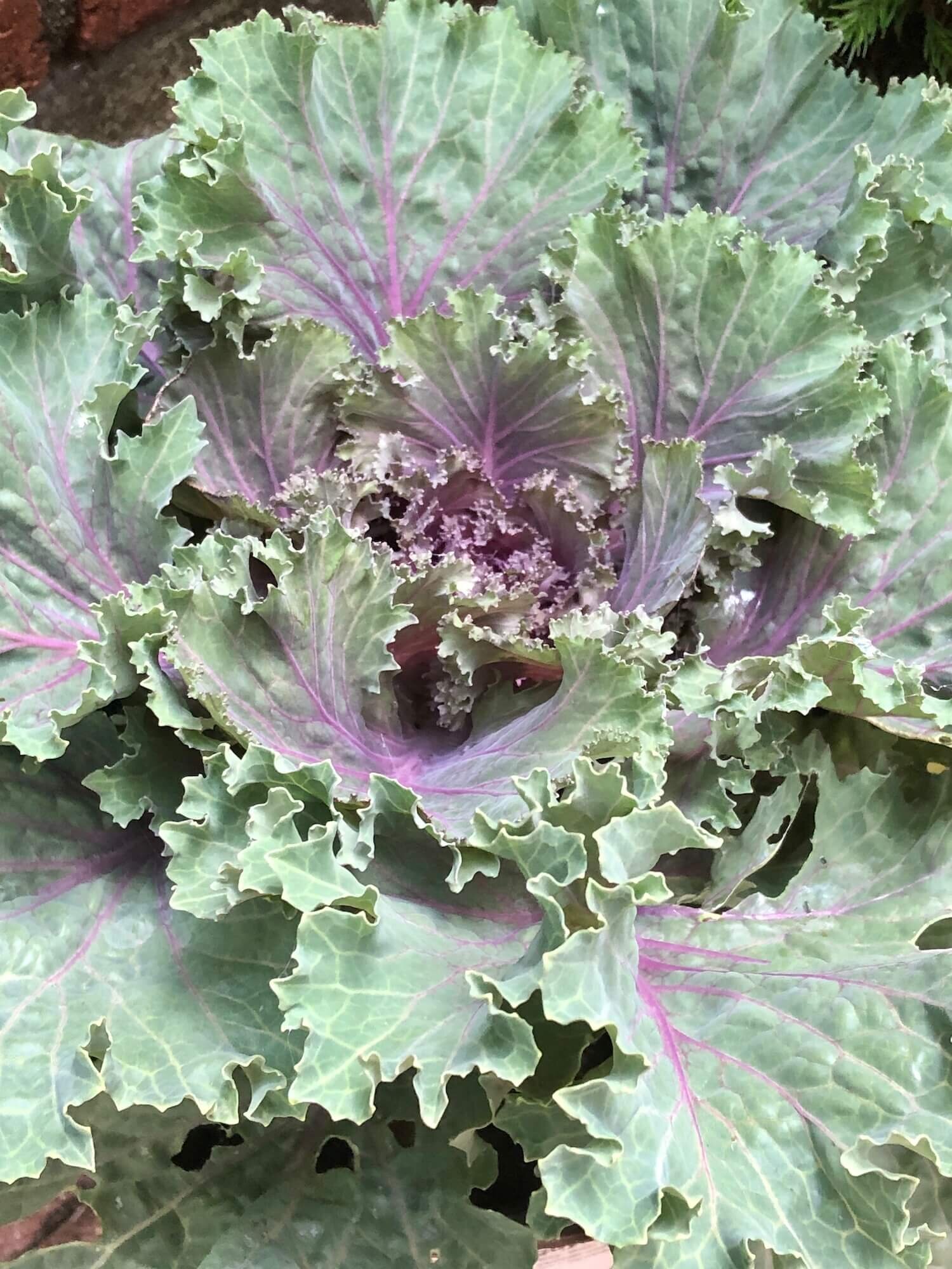 ornamental kale.jpg