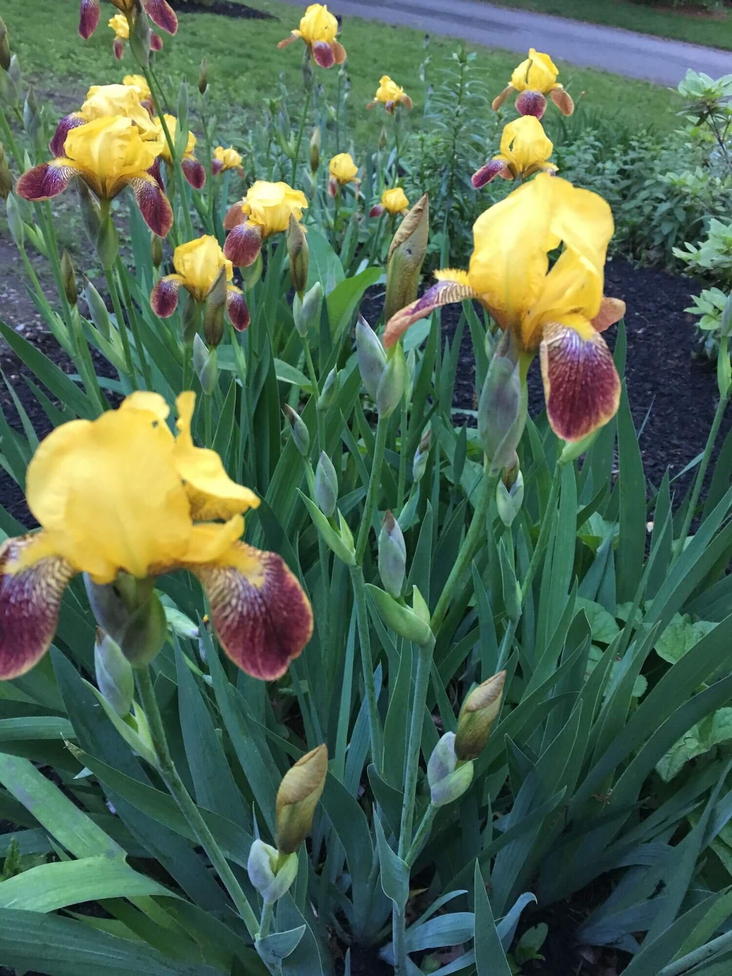yellow iris.jpg
