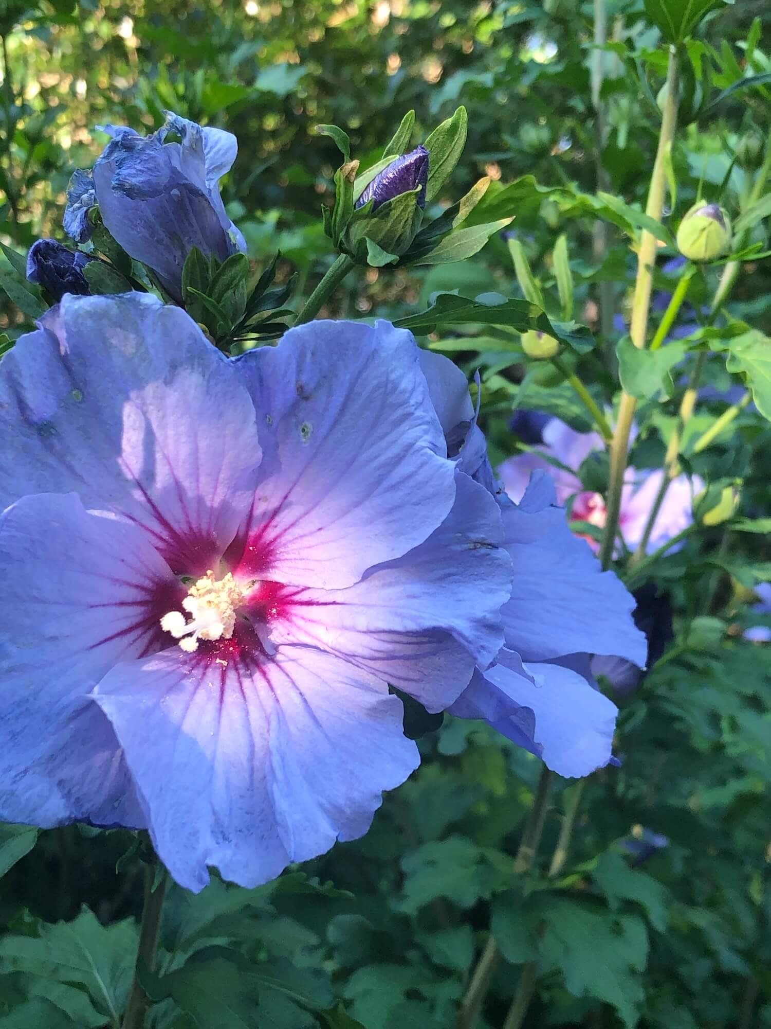 rose of sharon.JPG