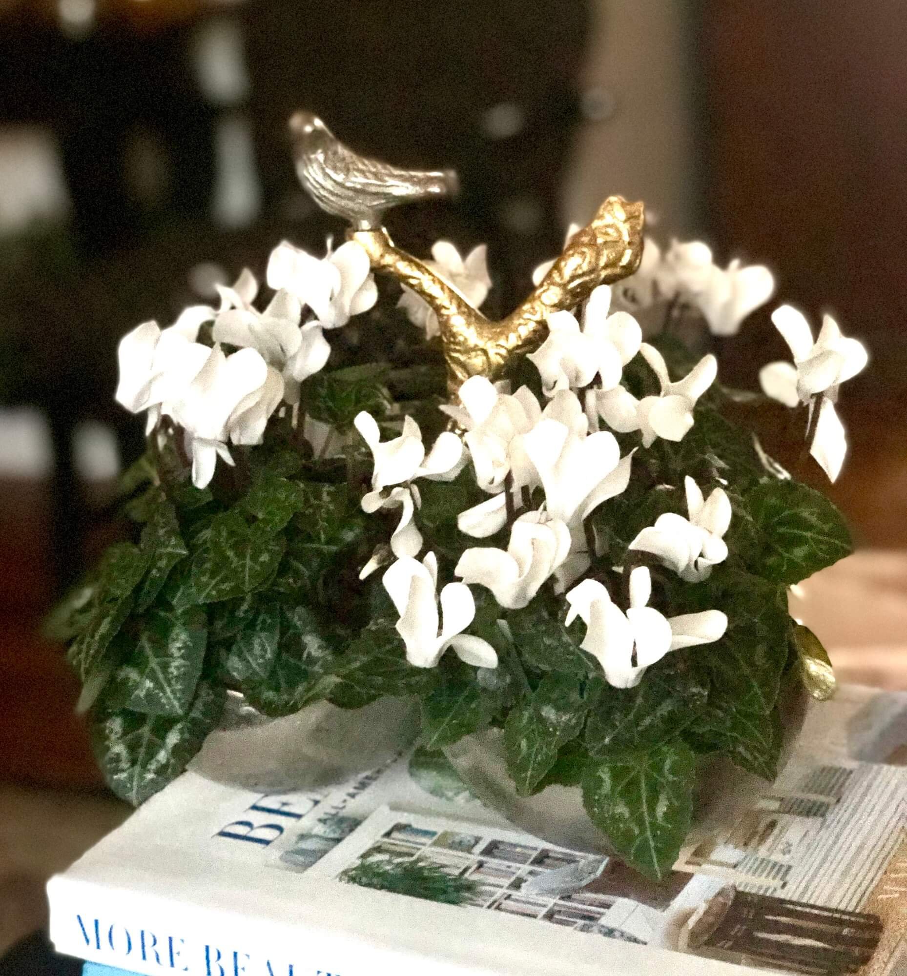 Trio of Mini Cyclamen Plants