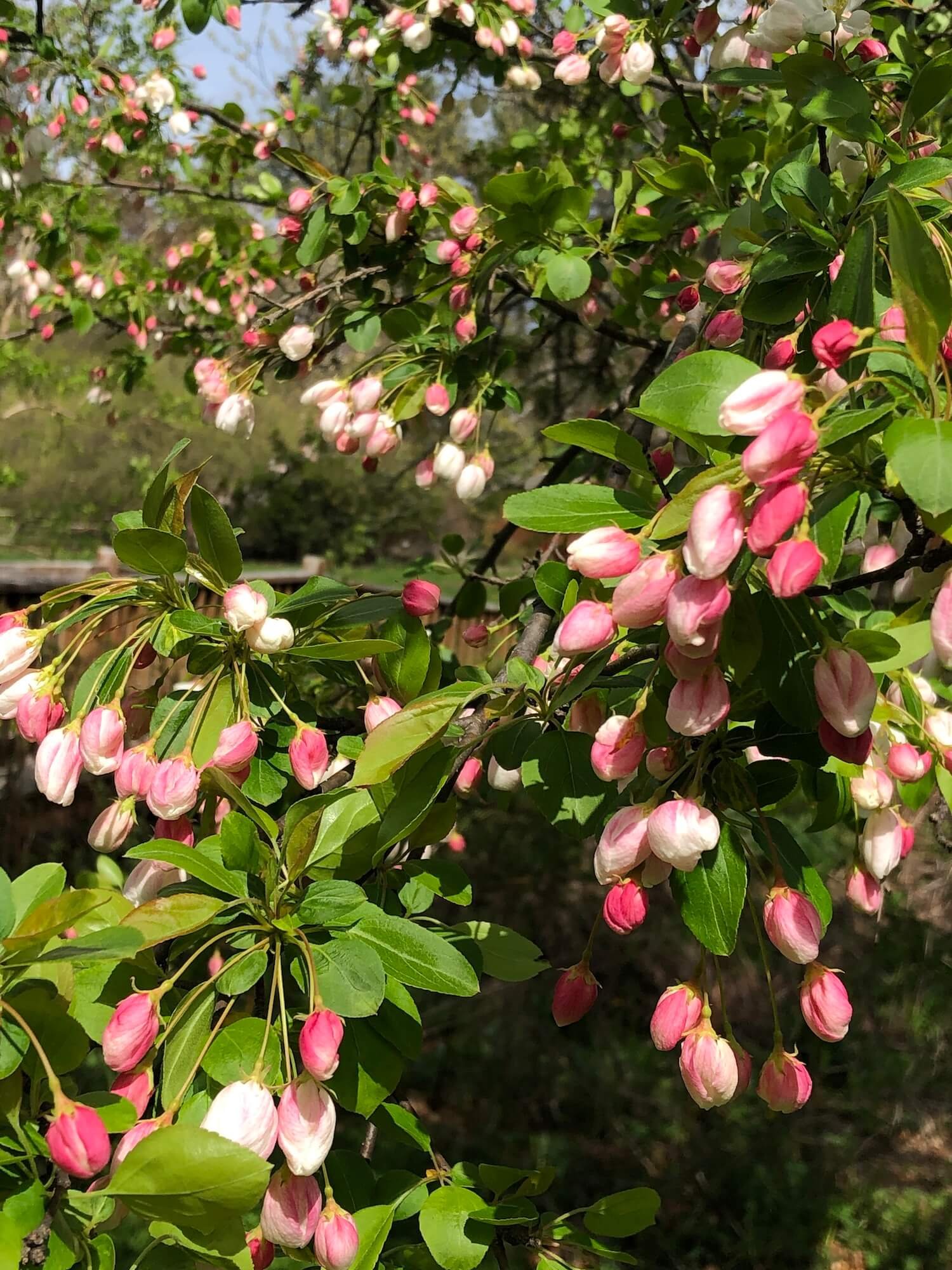 apple blossoms.JPG
