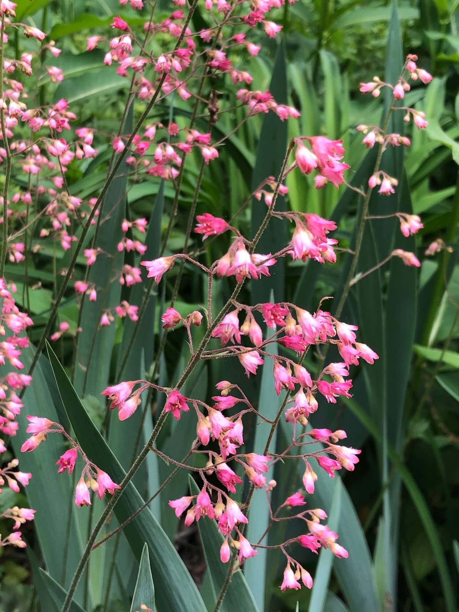 Spring Coral Bells.JPG