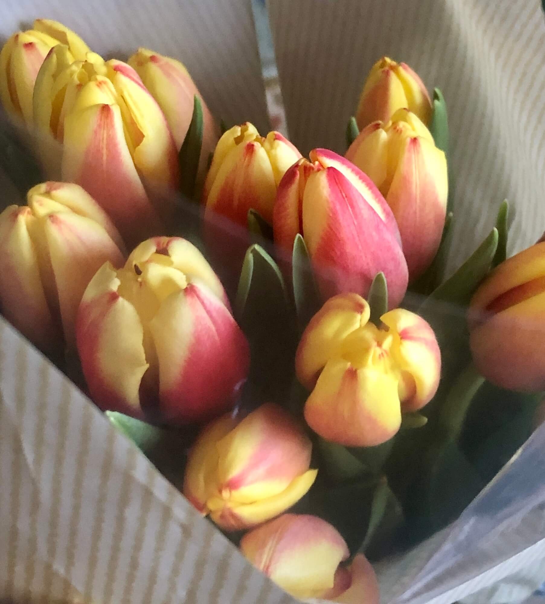 Tulips from Trader Joes.JPG