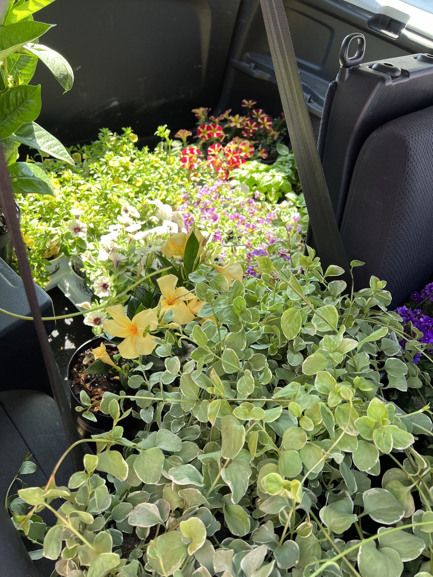 plants in car.jpeg