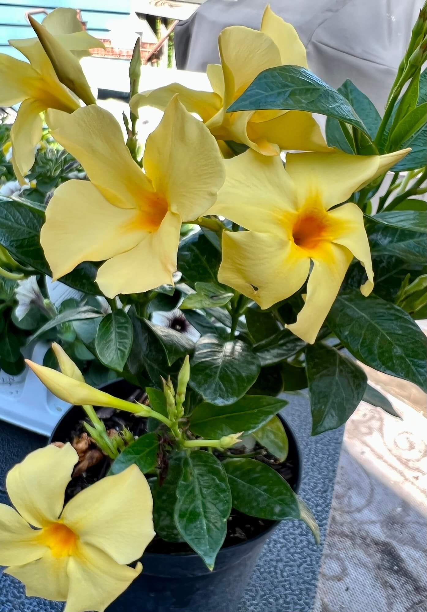 yellow dipladenia.jpeg