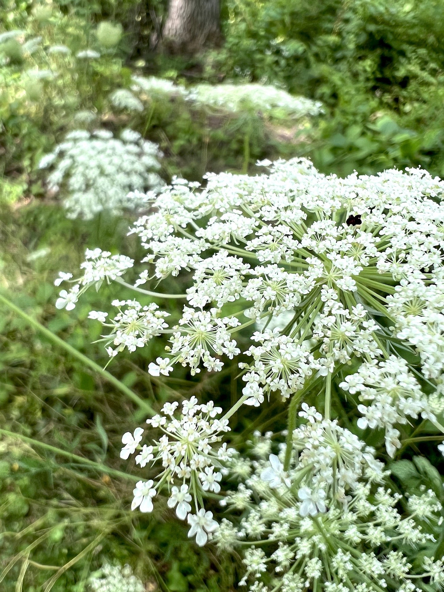 queen annes lace.jpeg