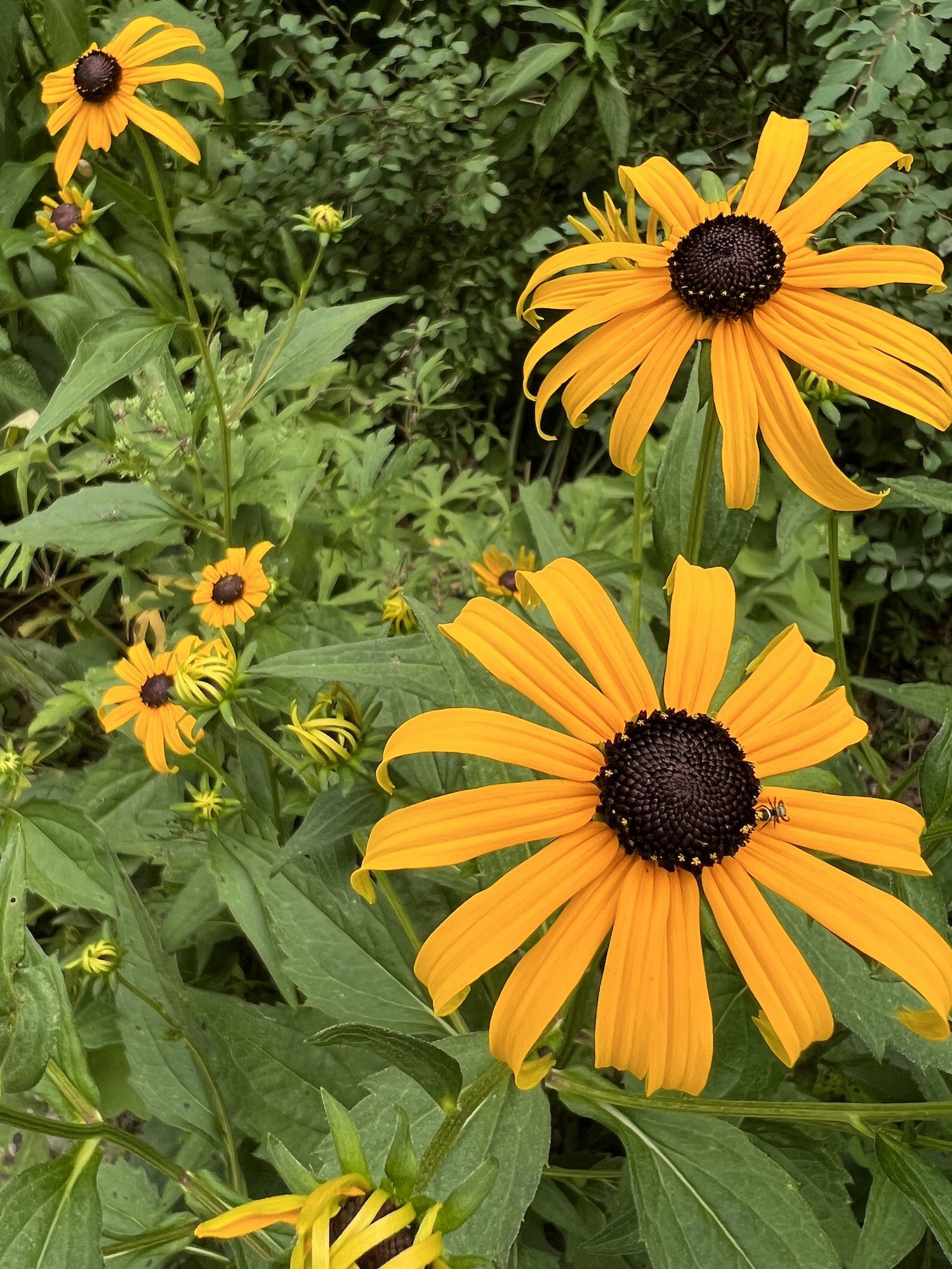 black eyed susans.jpeg