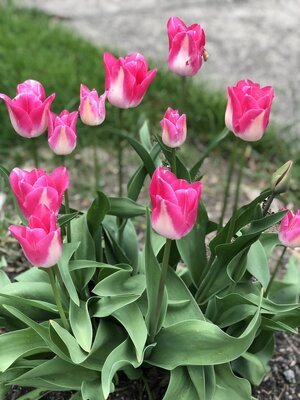 pink+tulips.jpg