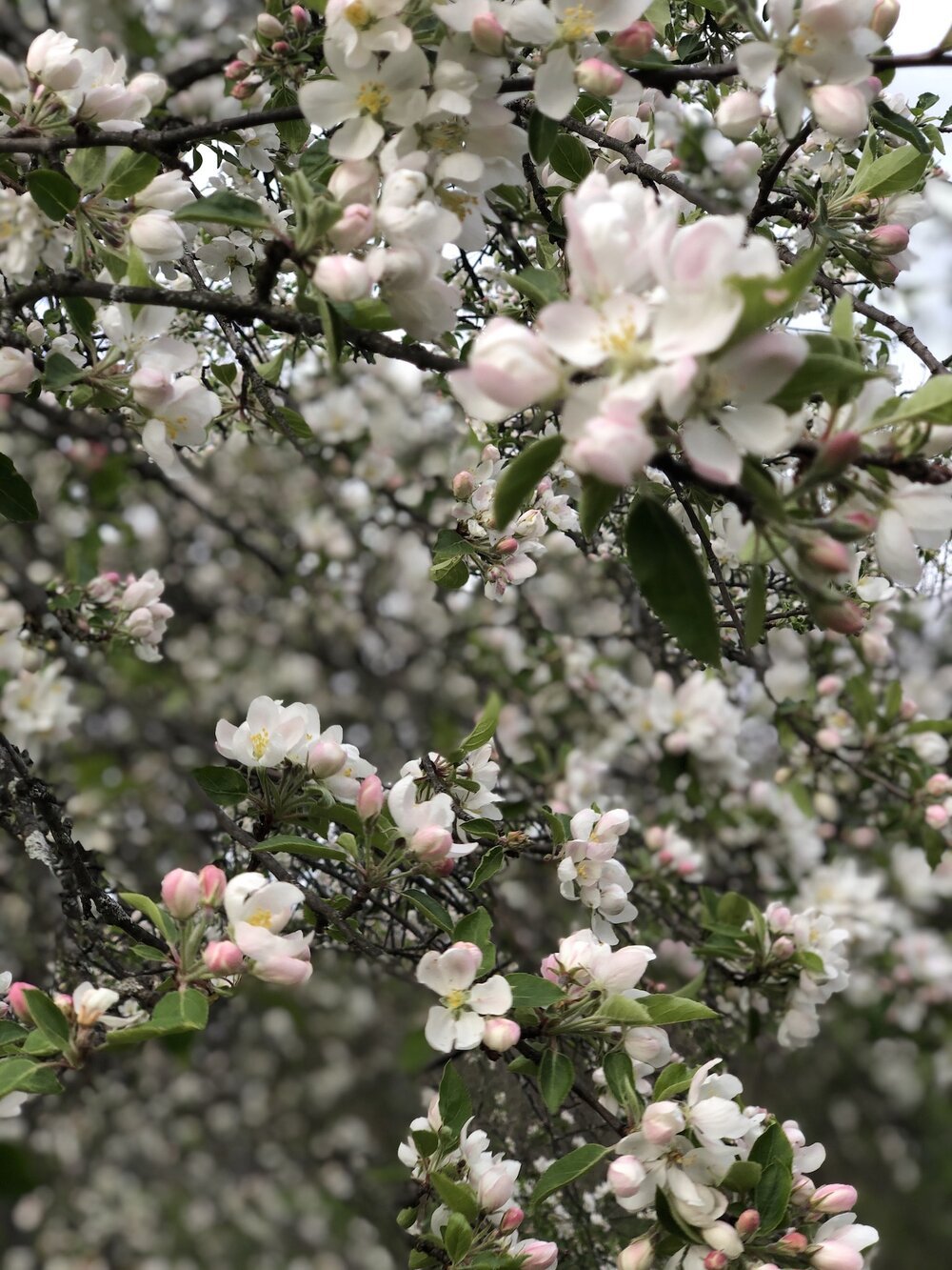 apple+blossoms.jpg