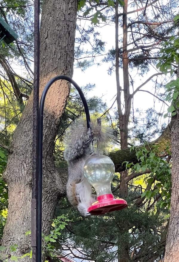 squirrel chugging hummingbird food.JPG