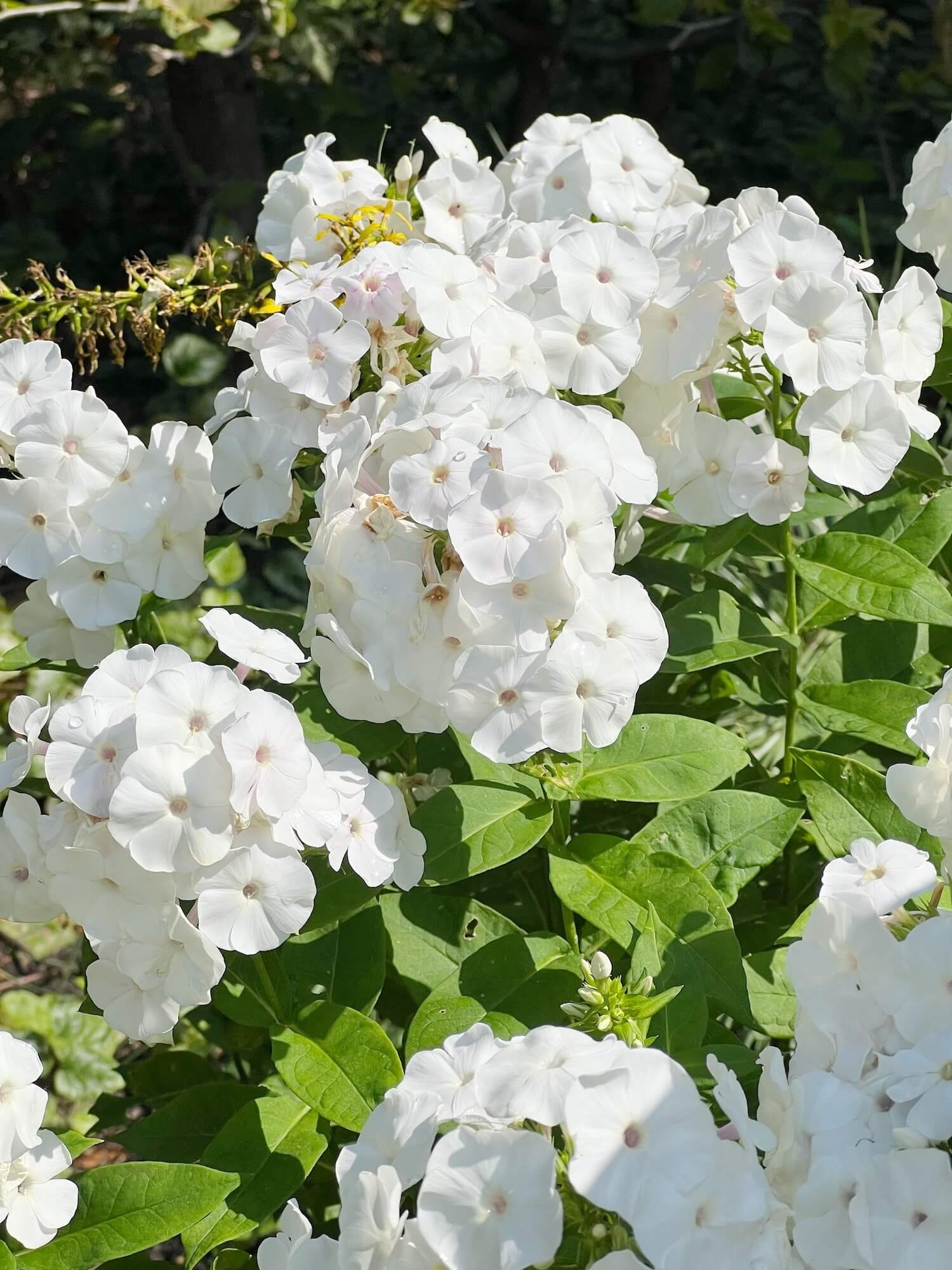 white phlox english garden.JPG