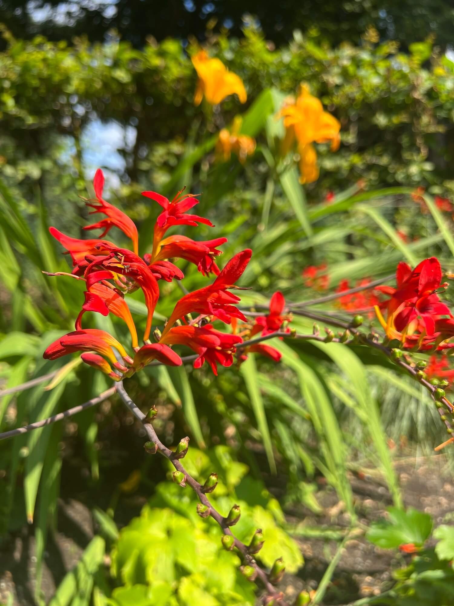 red flowers english garden.JPG