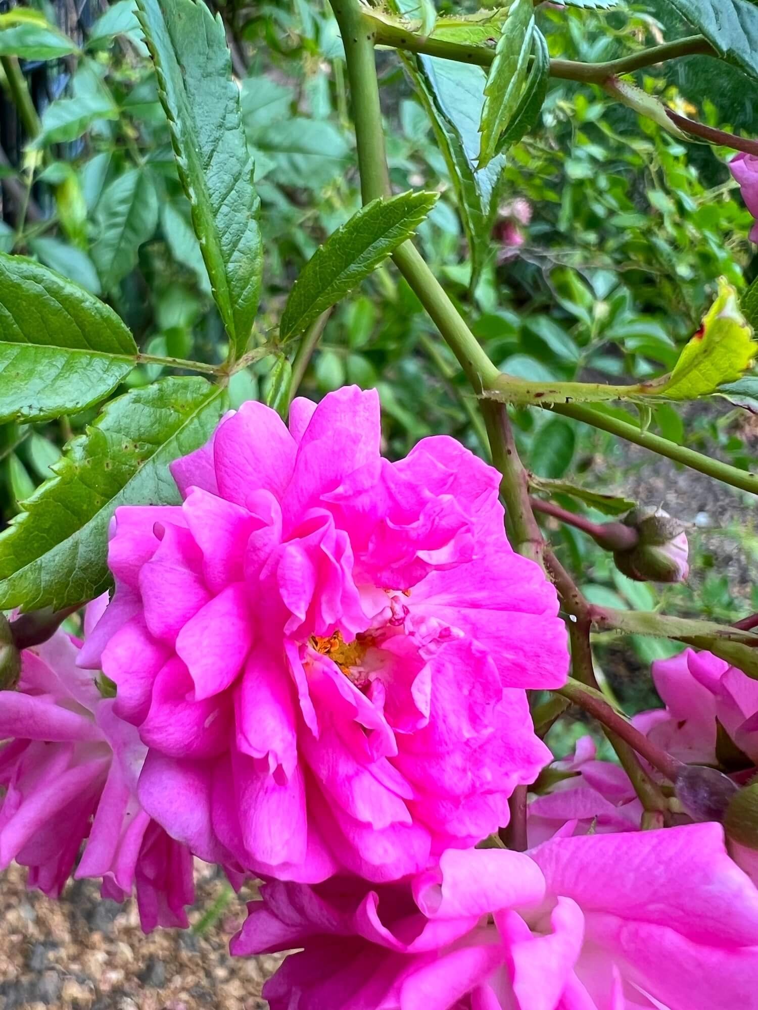 bright pink double rose rose garden.JPG