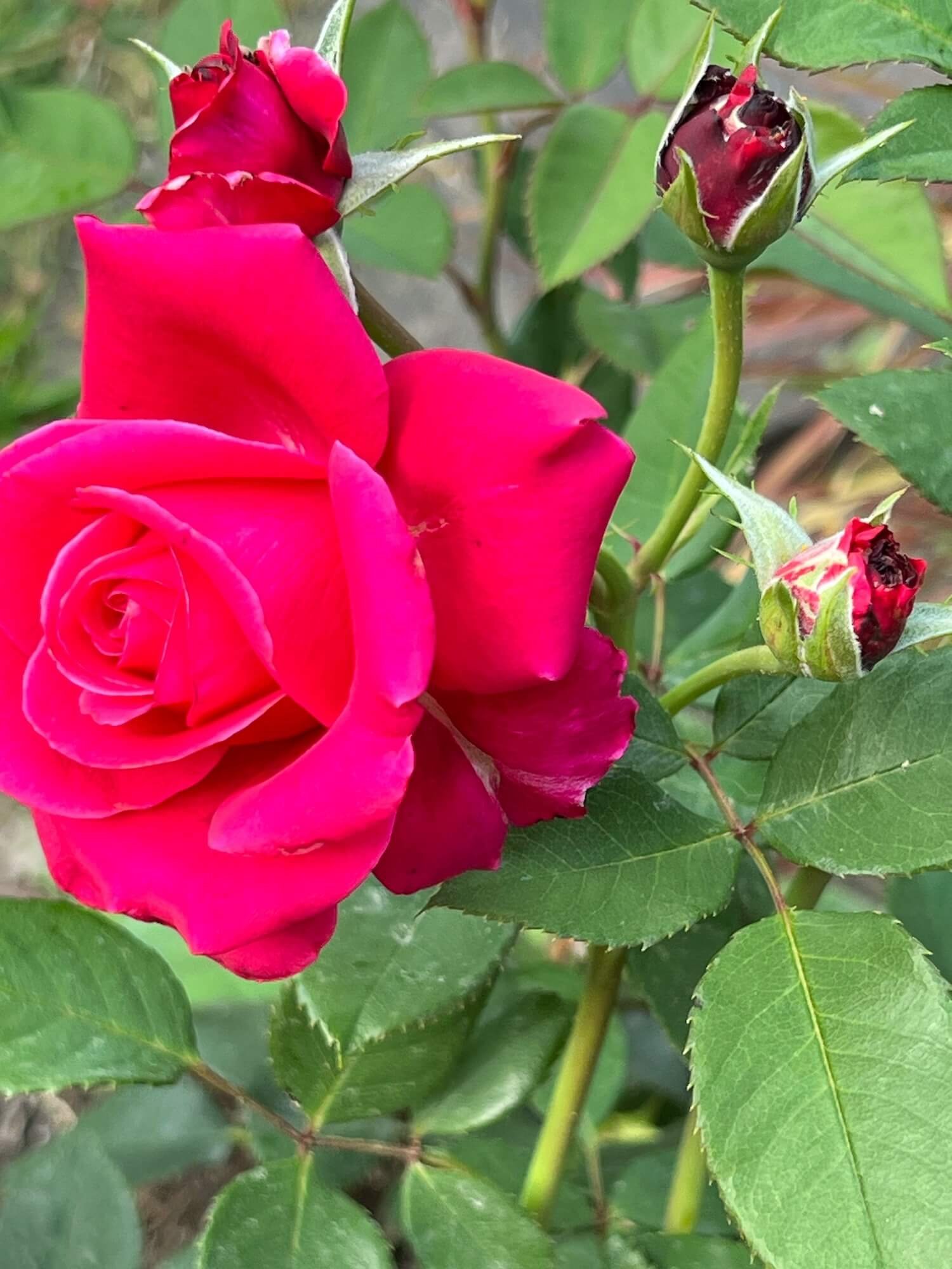 hot pink rose rose garden.JPG