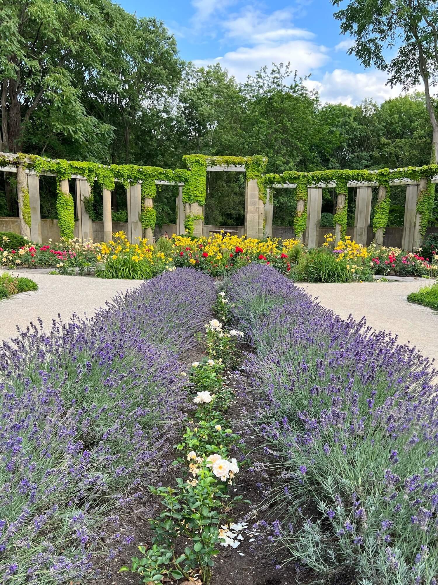 lavender and colonade rose garden.JPG