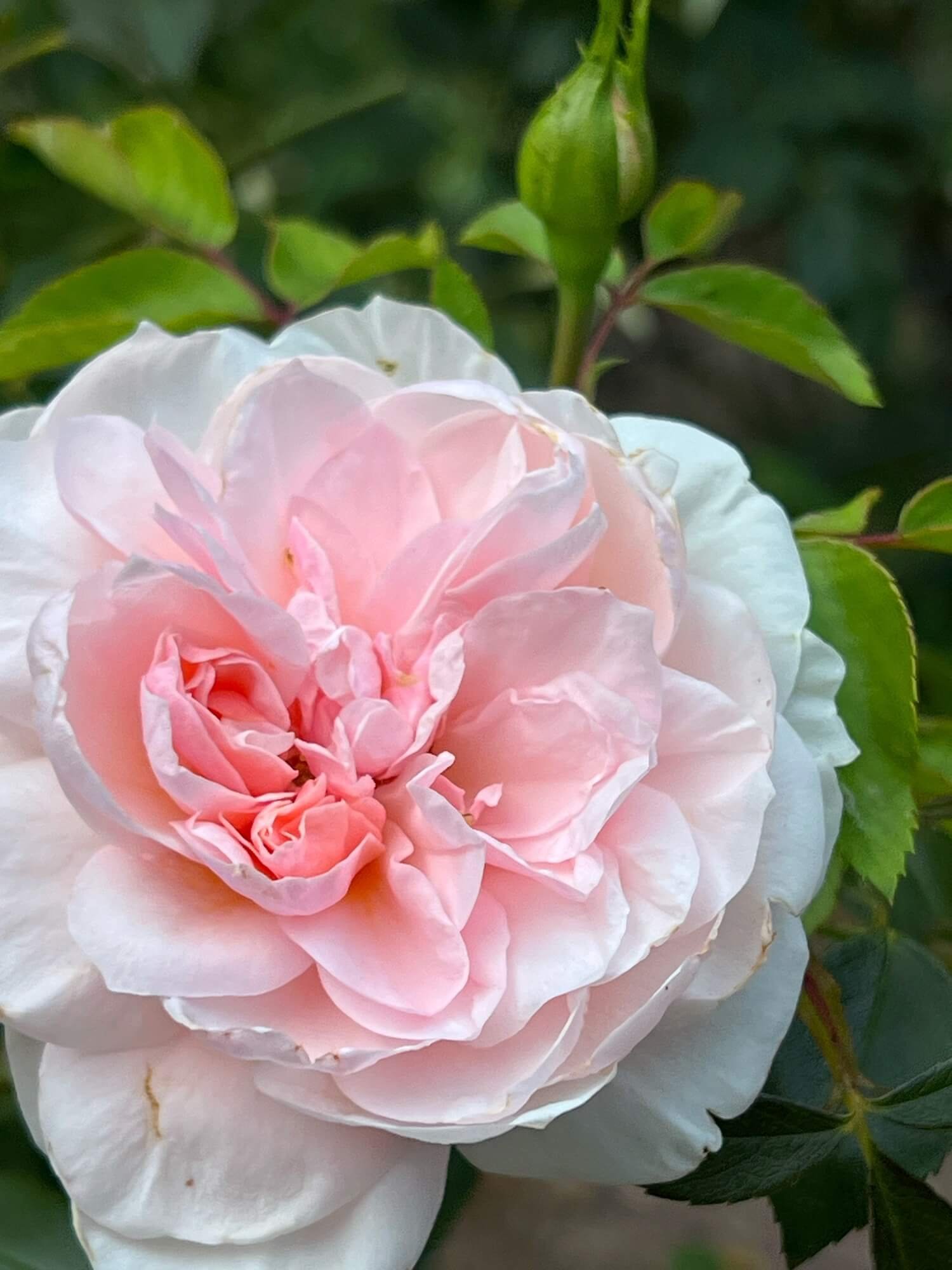 light pink double rose rose garden.JPG