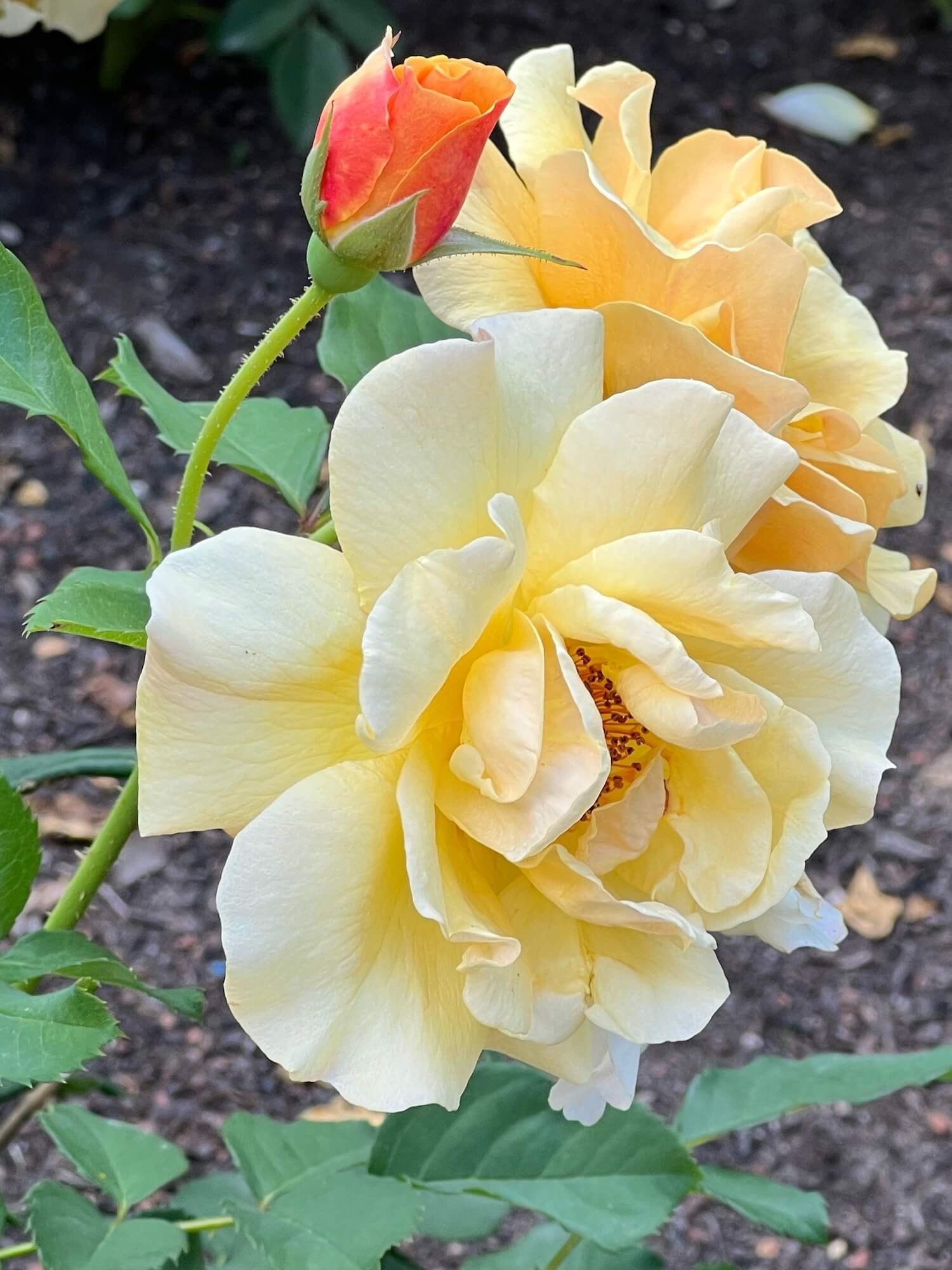 light yellow rose rose garden.JPG