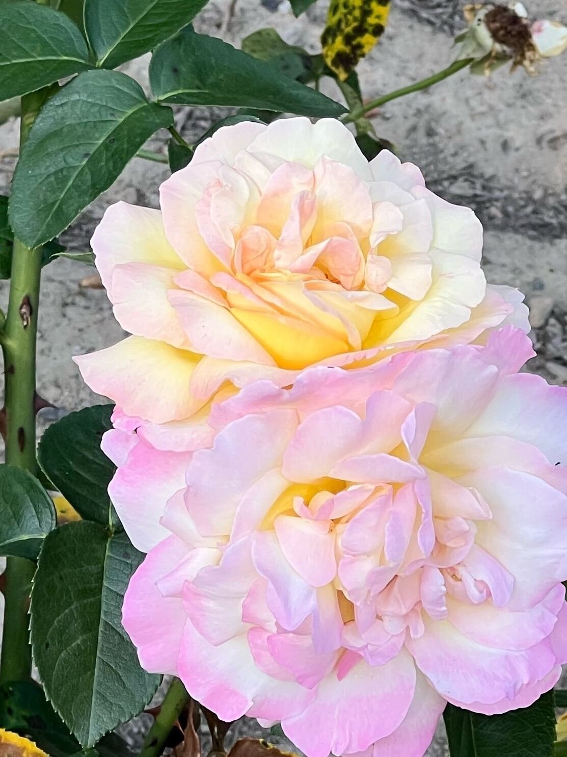 pink and yellow double roses rose garden.JPG