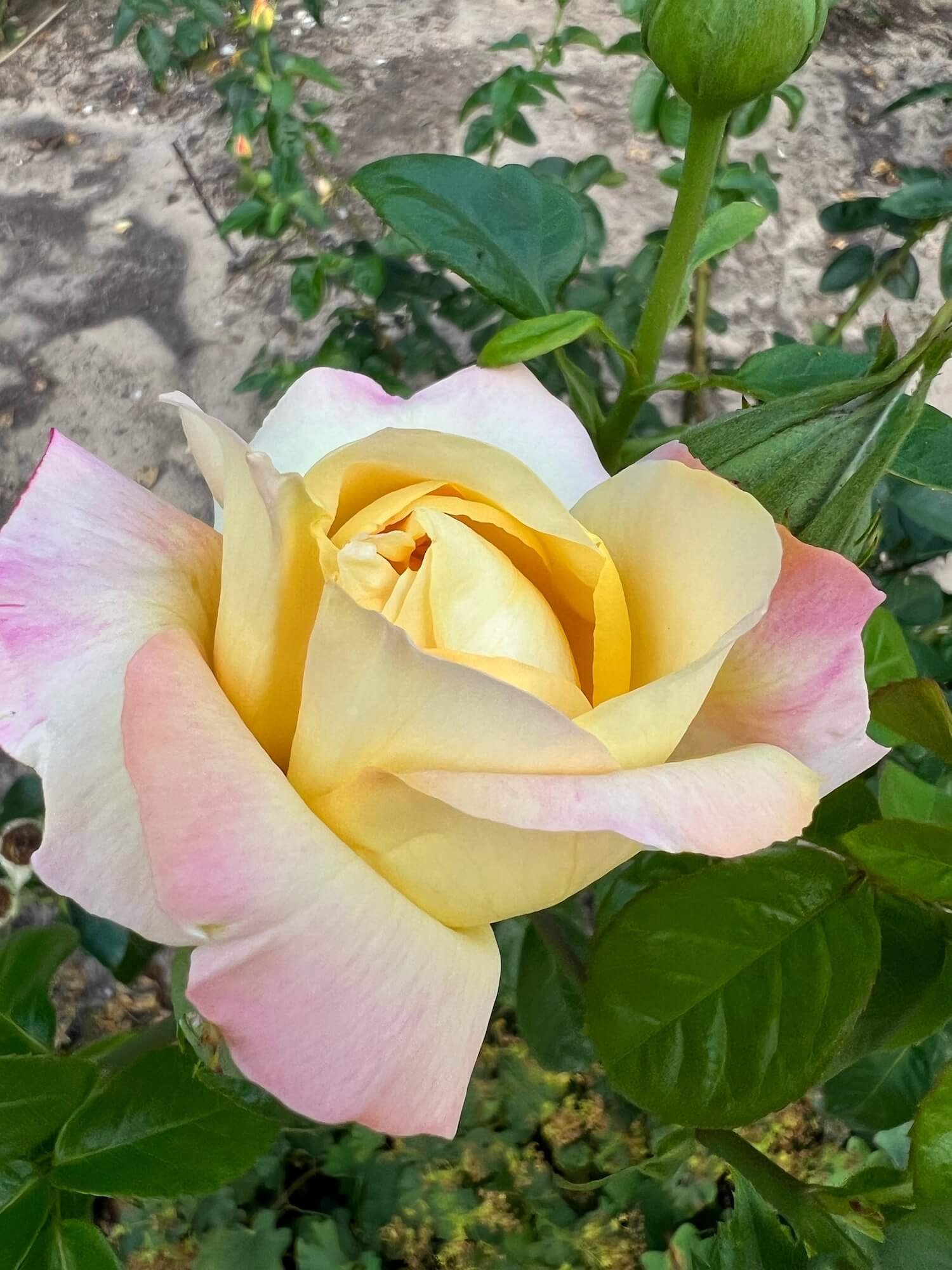 pink and yellow rose rose garden.JPG