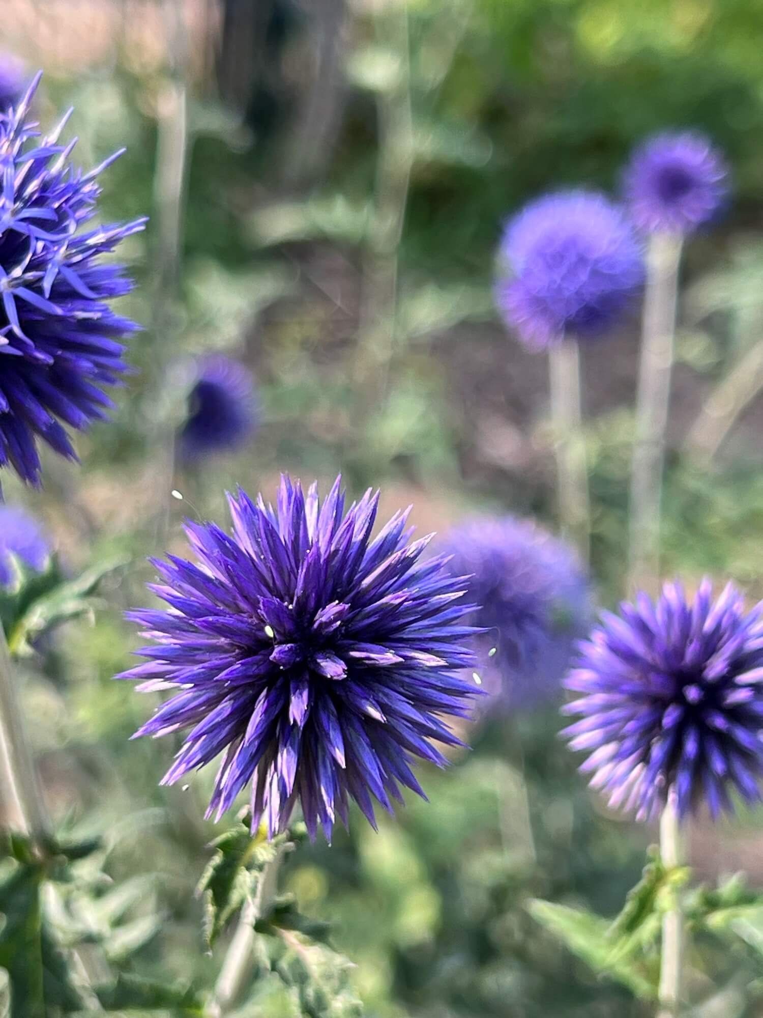 purple spiku flower at the rose garden.JPG