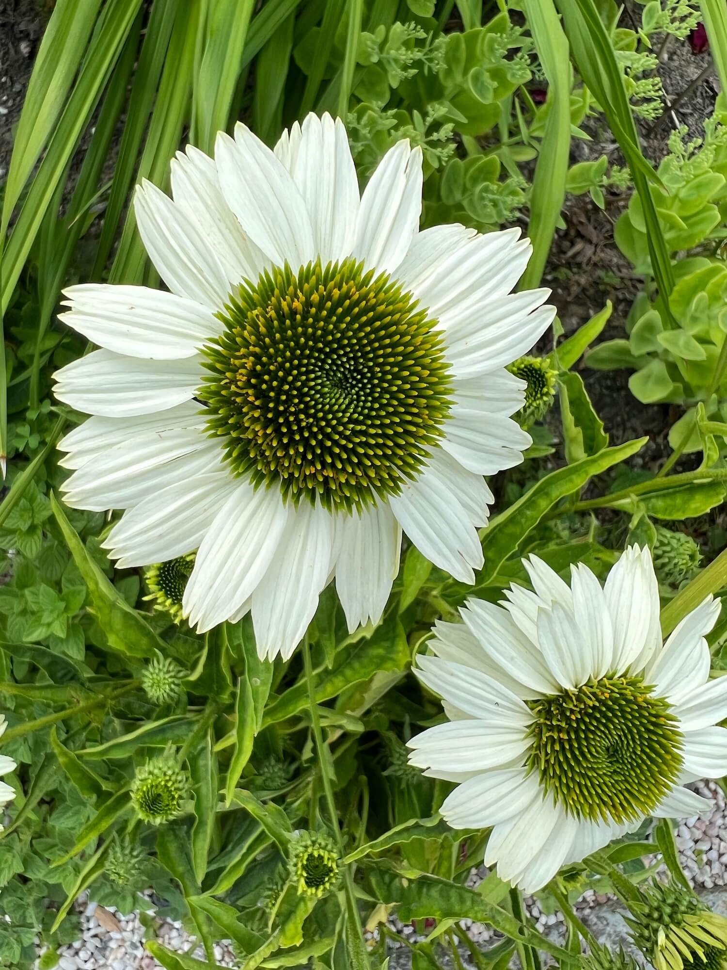 white flowers in the rose garden.JPG