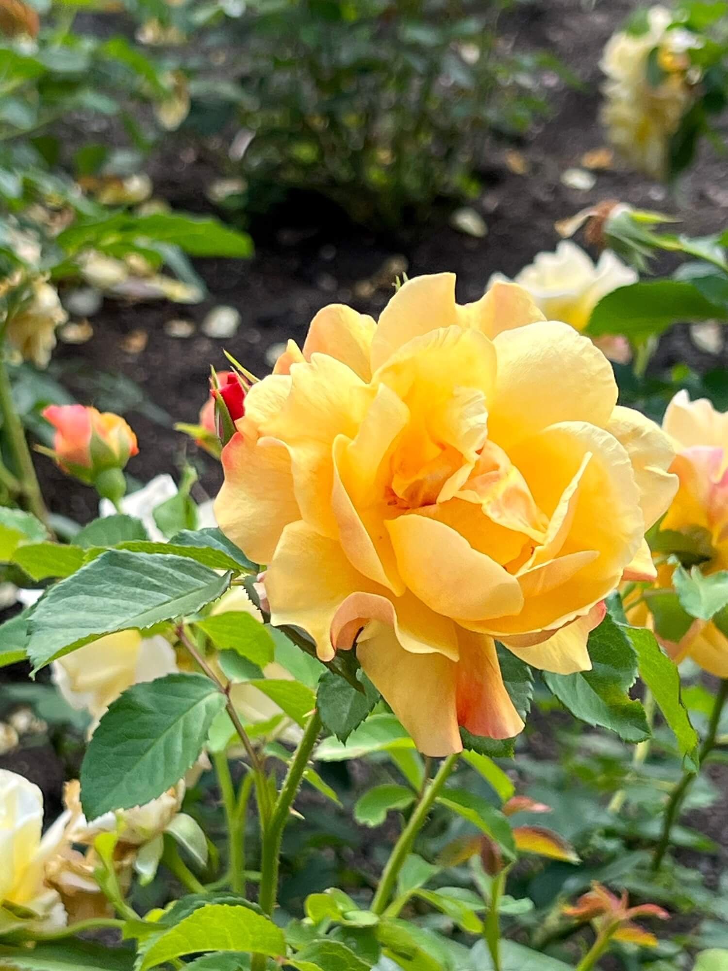 yellow rose rose garden.JPG