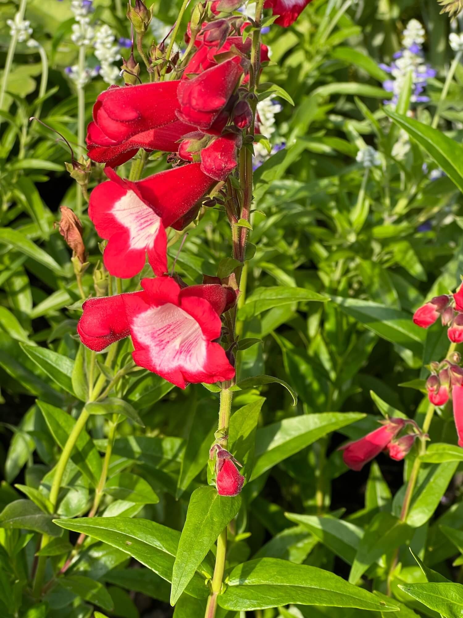 marble house orangerie penstemon.JPG