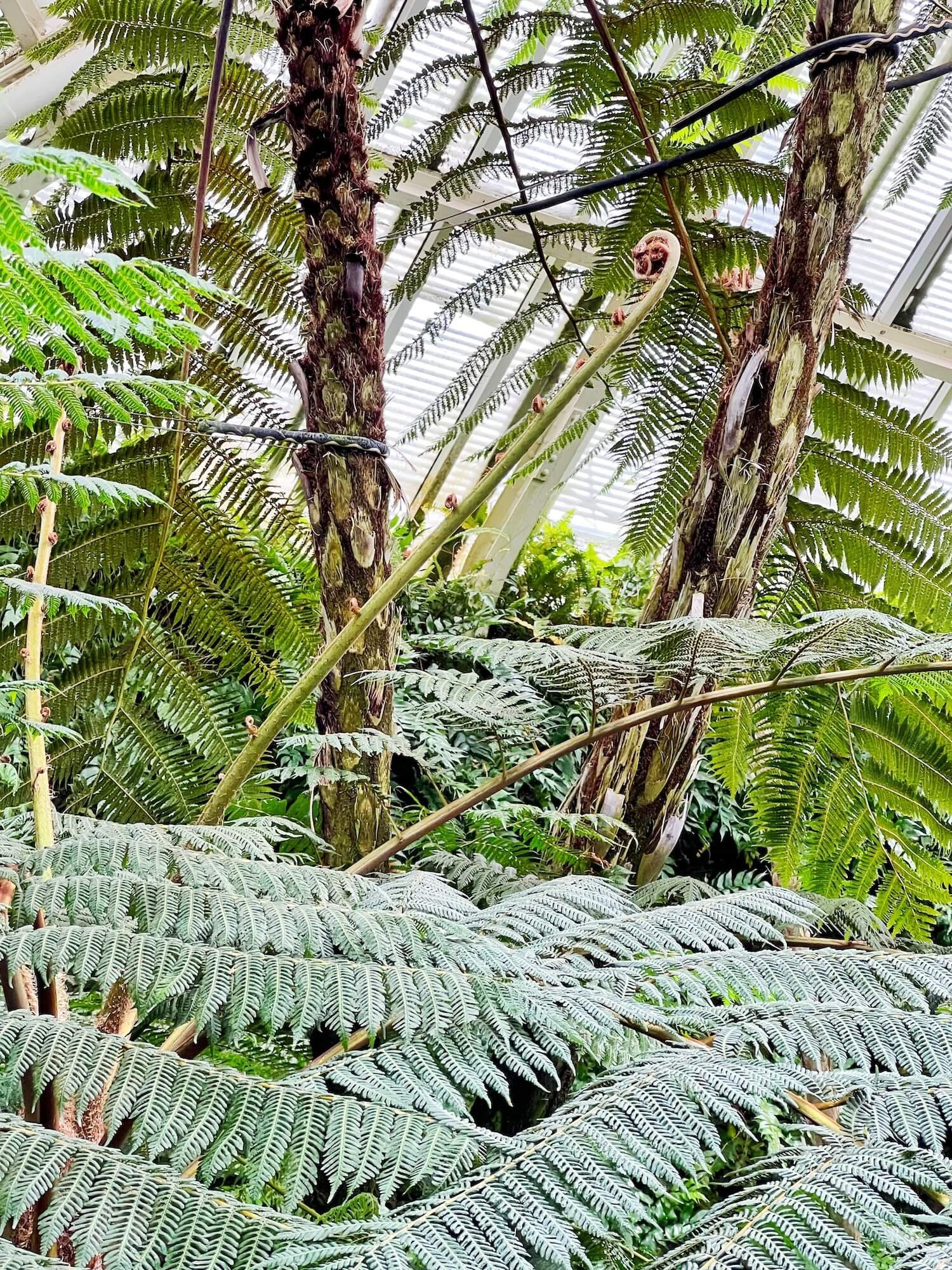 giant fiddleheads on a fern.JPG