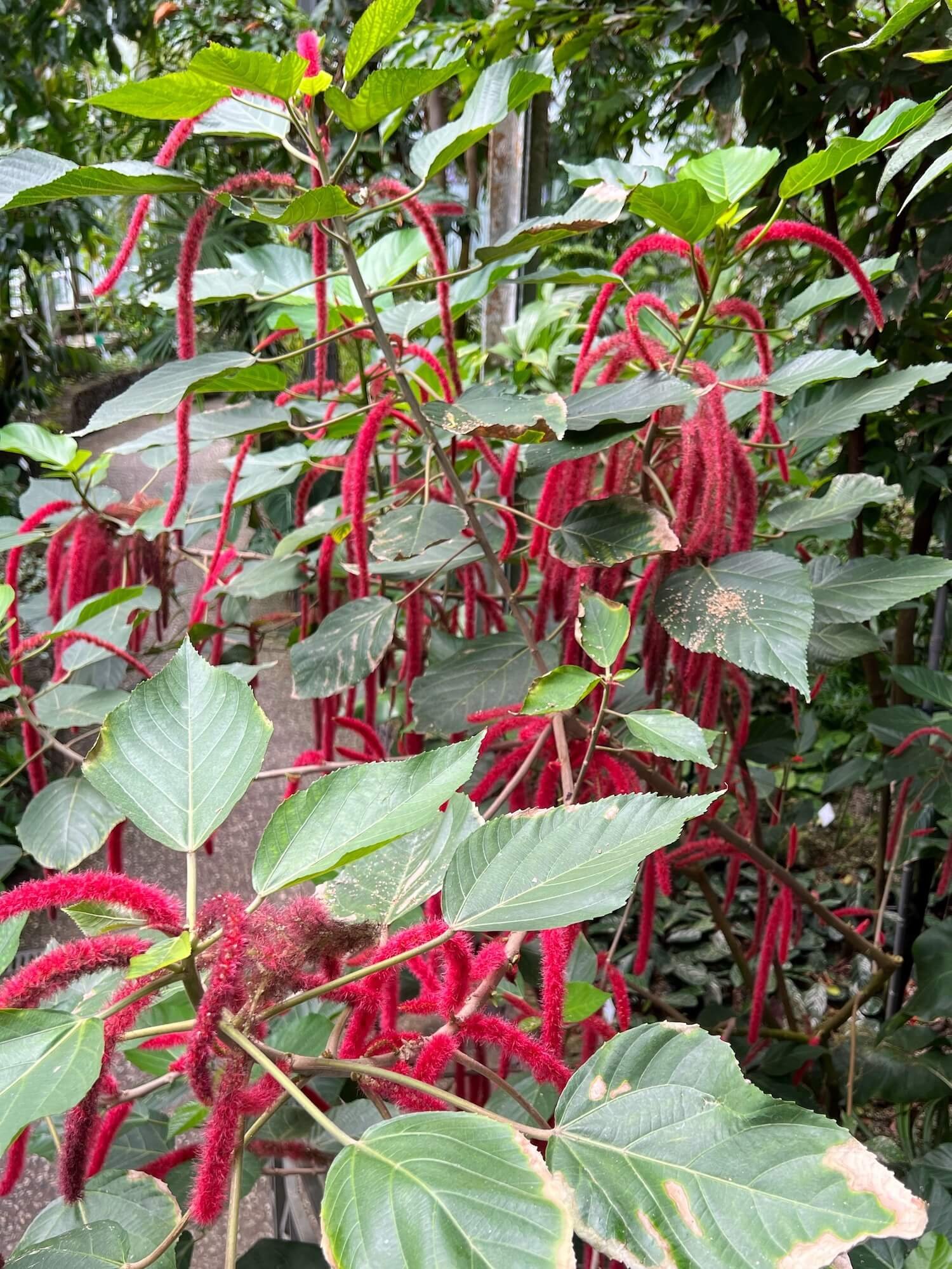 red cats tail or chenille plant.JPG