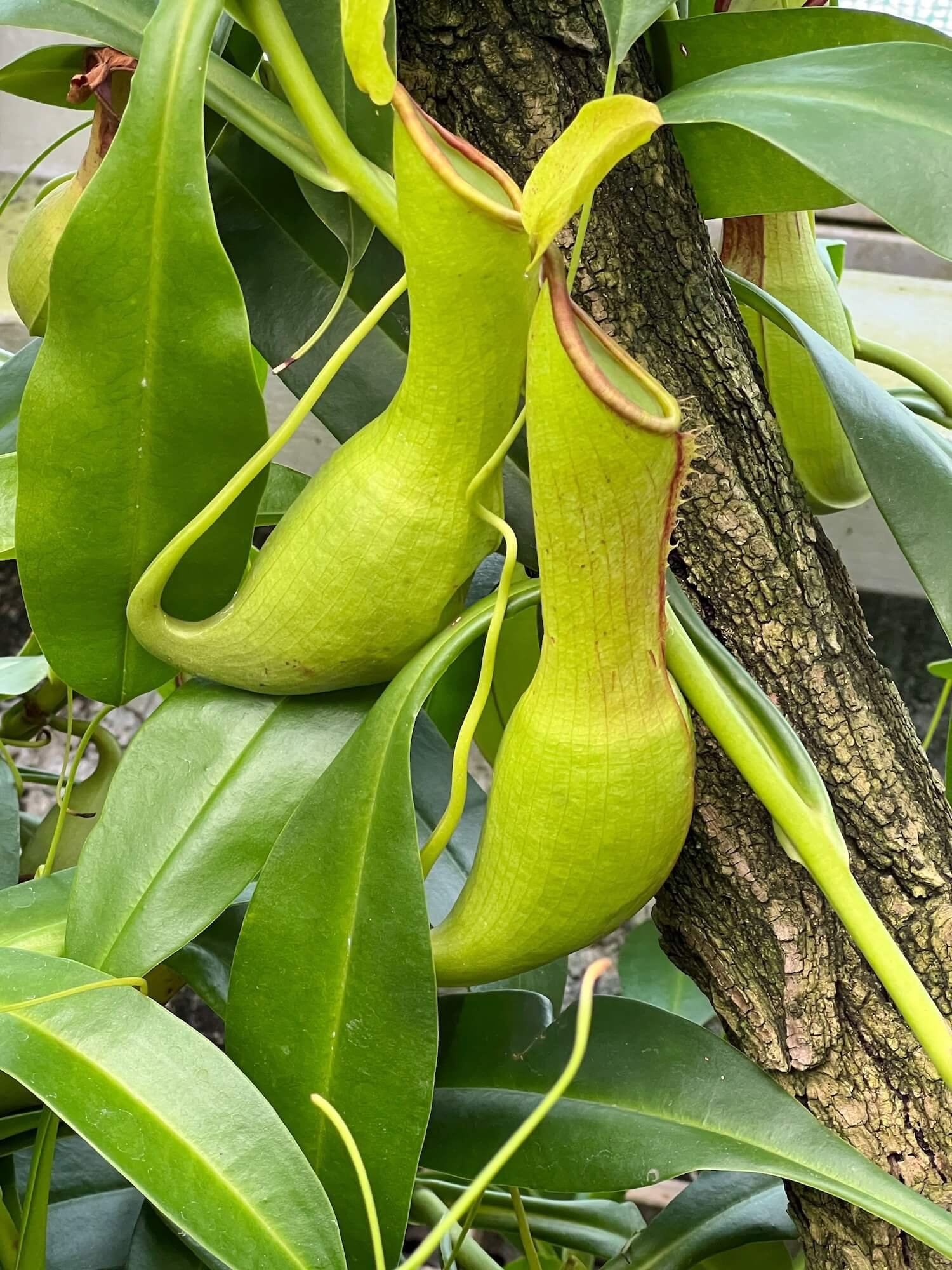 pitcher plant.JPG