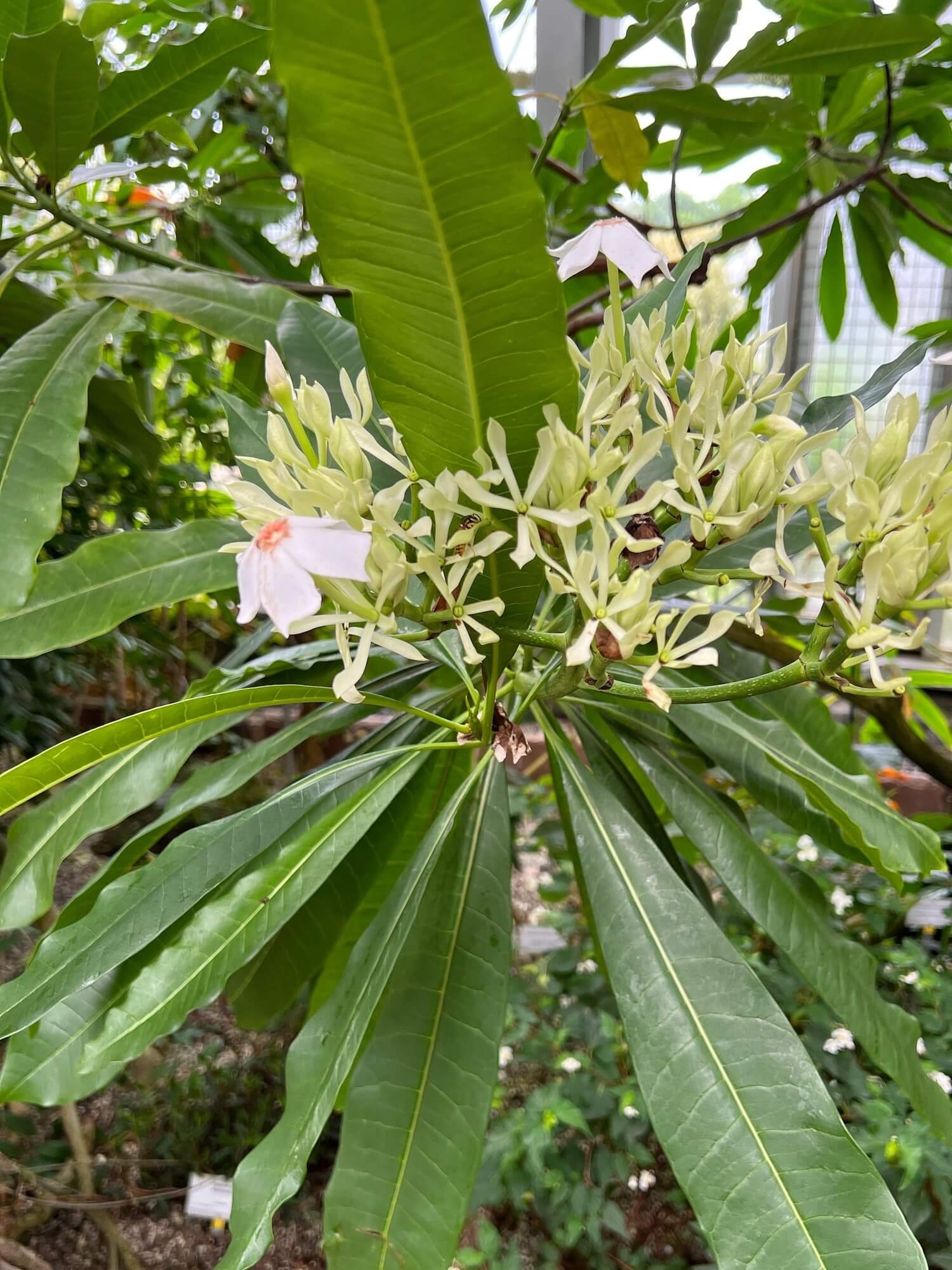 cerbera ping pong tree.JPG