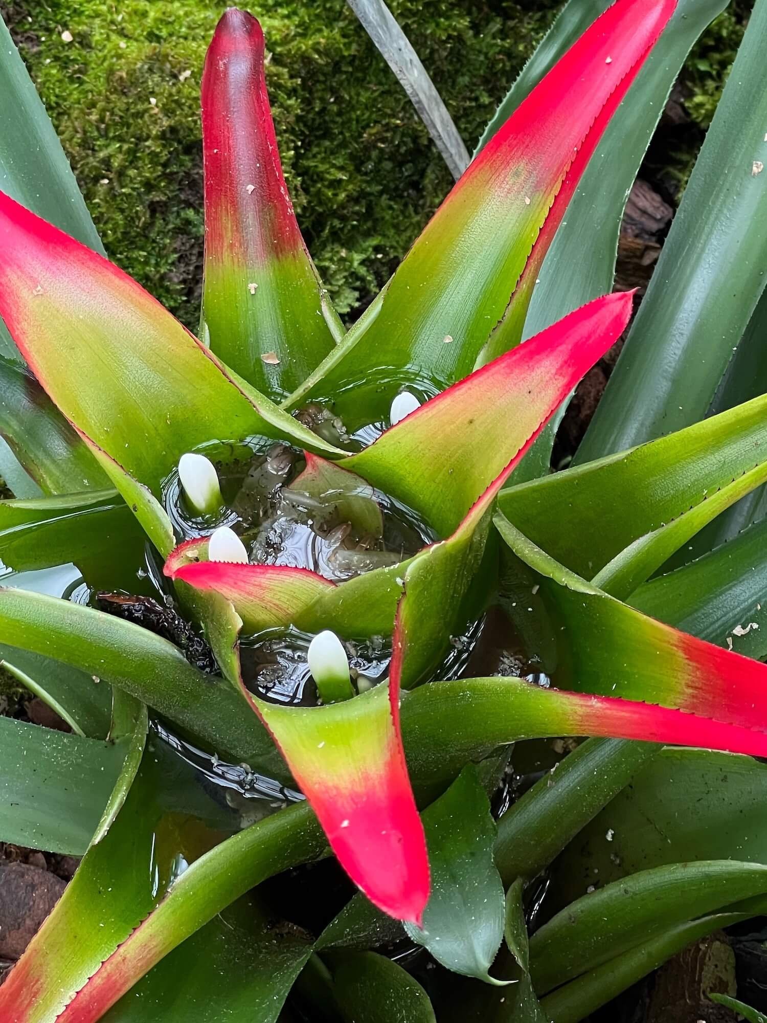 bromeliad 1.JPG