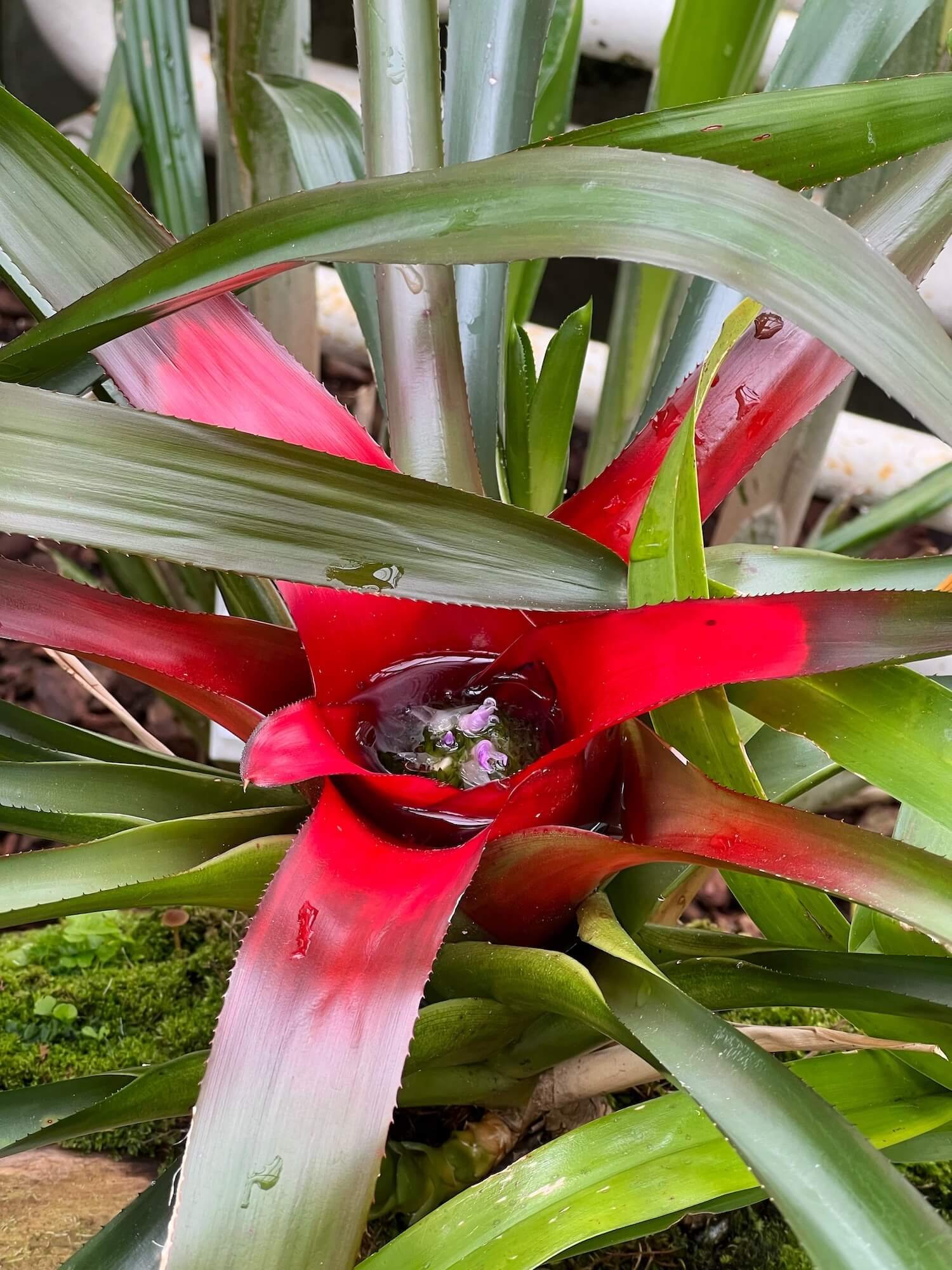 bromeliad 2.JPG