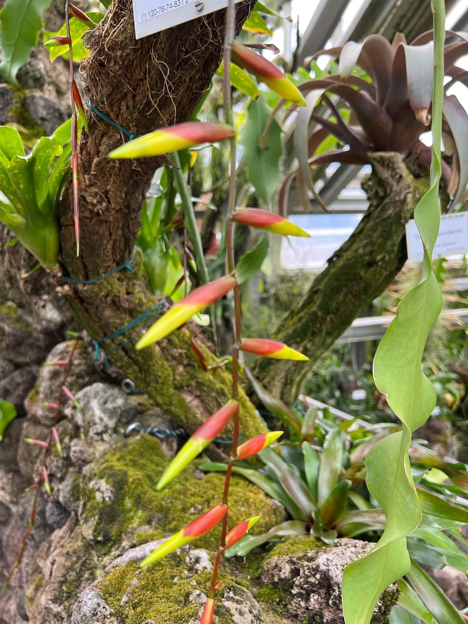 bromeliad 4 vriesea simplex flaming sword plant.JPG