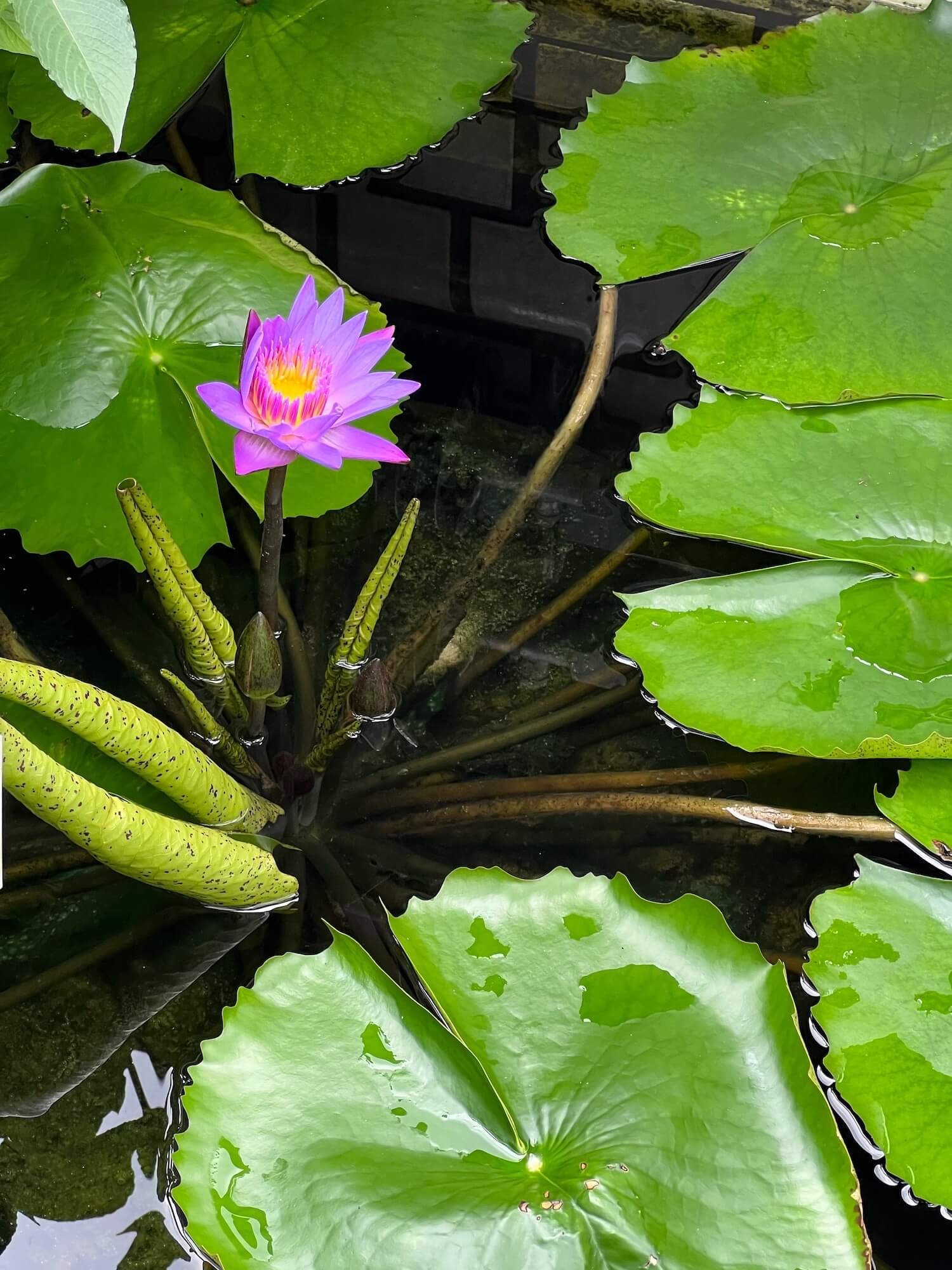 water lily 2.JPG