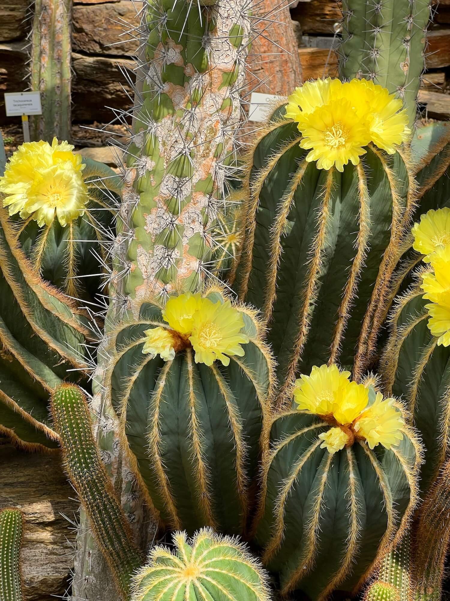 parodia cacti.JPG